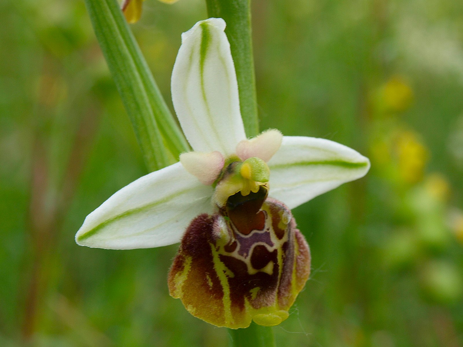 Ibrido Ophrys fuciflora x  Ophrys apifera ?